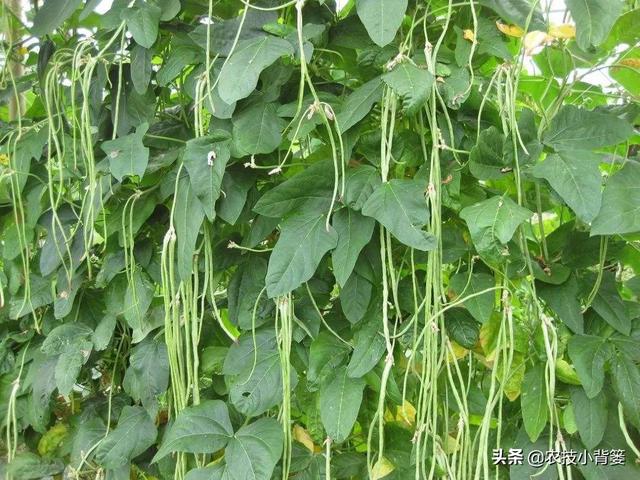 豆角化花是怎么回事