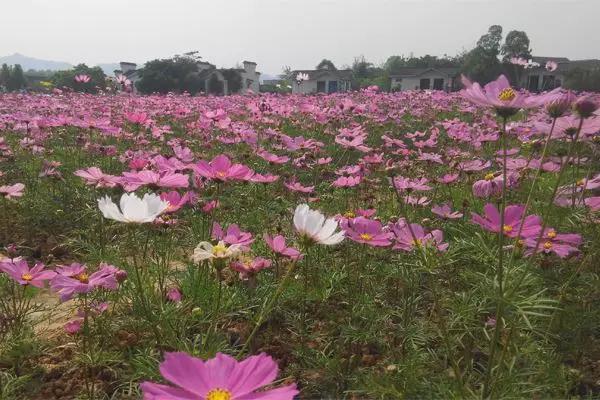 重慶花卉租賃公司招聘 過年鮮花送給自己送給家人那麼問題來了,重慶