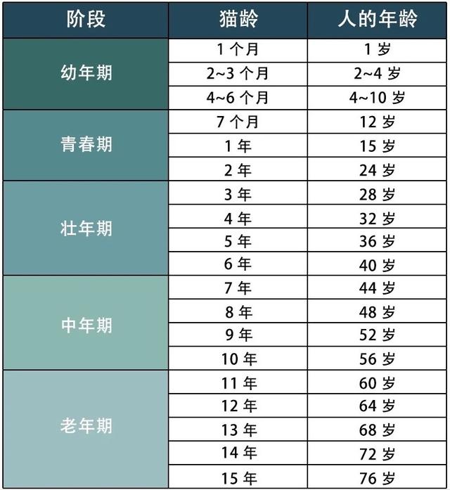 猫咪养成计划