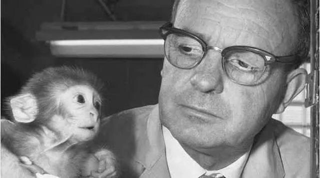 恒河猴实验：以爱之名义，做残忍虐心的实验？使众多幼儿重获母爱