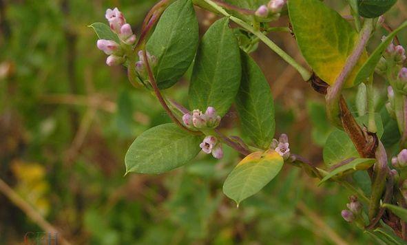 你知道“植物吸血鬼”菟丝子吗？如何防治它？10