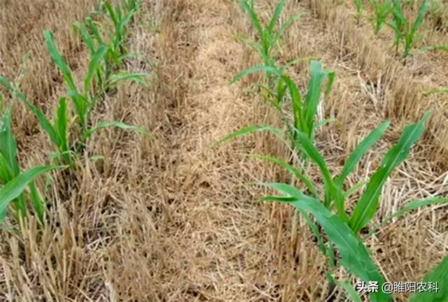 玉米田第一大安全高效除草剂，10片叶以内都能用，除草干净又彻底