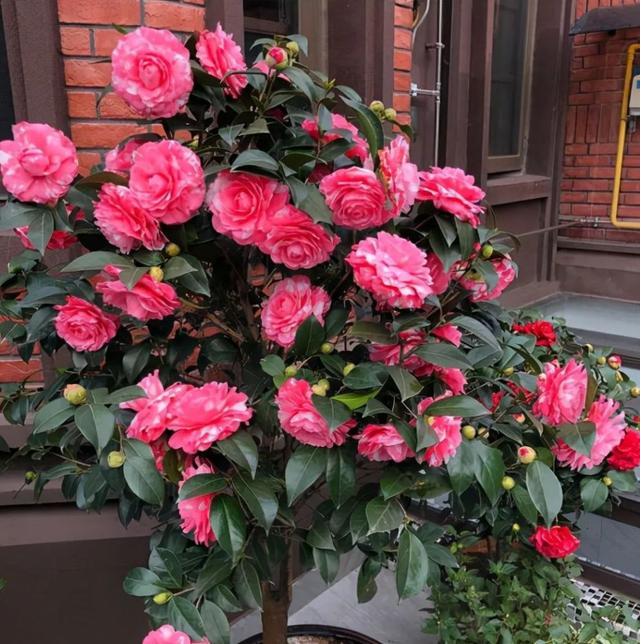 家里最旺财的十种花 家里最旺财的十种花（兰花） 生活