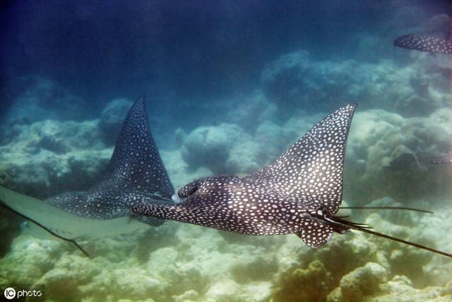 鳐鱼(鳐鱼翅) 资讯 第5张