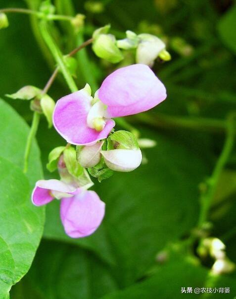 豆角化花是怎么回事