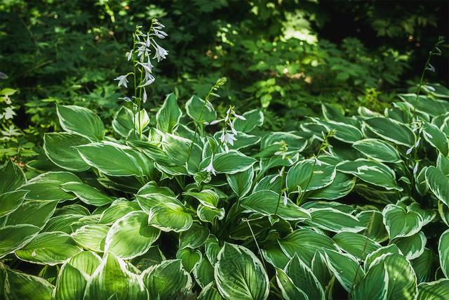 草本植物