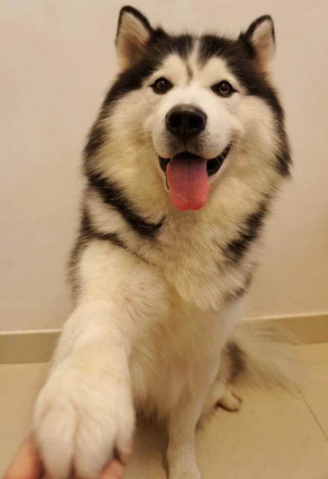 一,体型宏大阿拉斯加的体型太大,须要的生存空间也很大,不太符合寓居