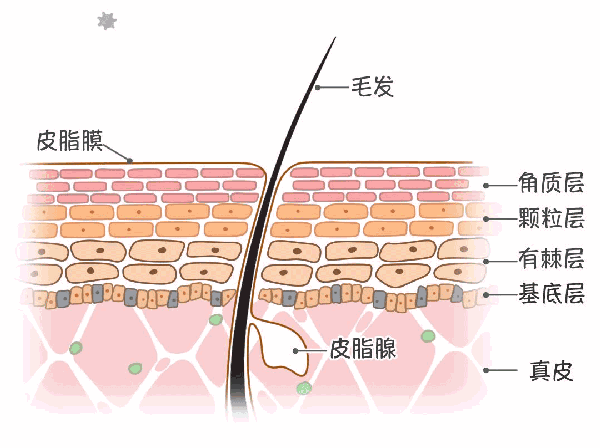 表皮中角化细胞为什么不透水