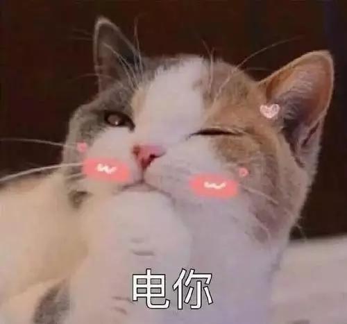 宠物猫图片大全