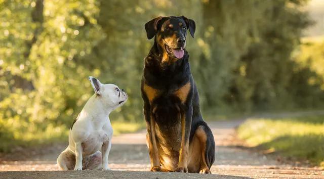 狗狗如何訓練威懾(訓練狗狗的科學方法)-艾拉養犬