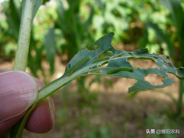 低温下防治菜青虫，用这个药，3分钟即可杀死害虫2