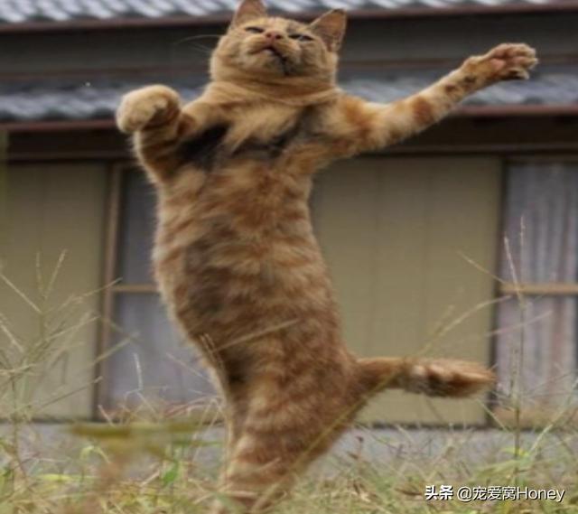 猫小猫跳舞(猫小猫直播跳舞)