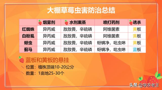 大棚草莓虫害怎么防？3个方法+6种药剂轻松搞定！绿色环保少药残12