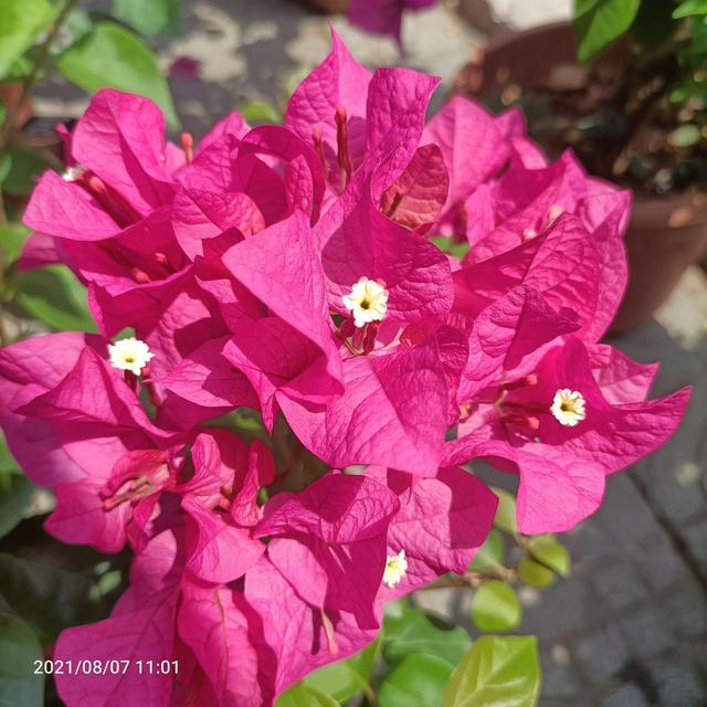 花卉名称