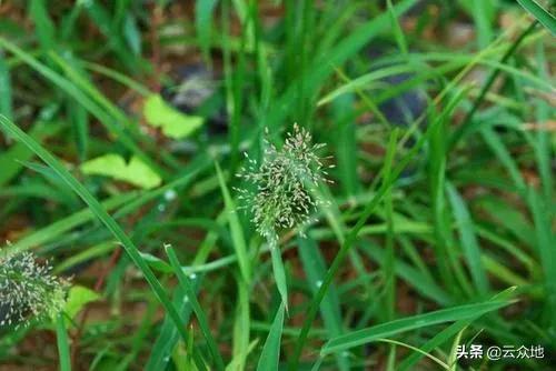 水稻田碎米知风草用什么药防除？大龄乱草难防除，宜合理选药早除2