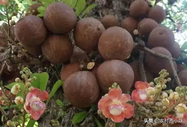 西瓜树 西瓜树（西瓜树简笔画） 生活