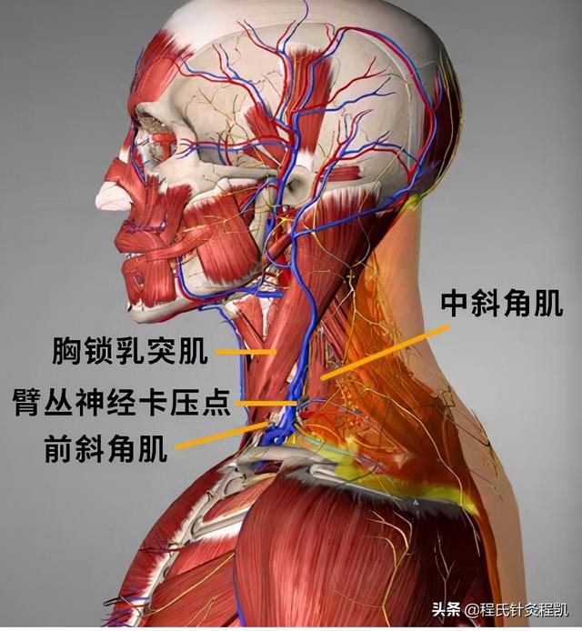 程凯养生说：手麻，不一定都是颈椎病