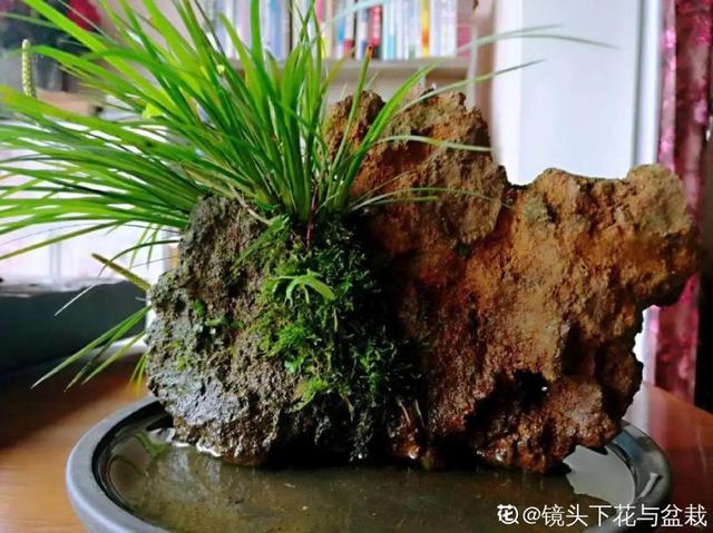 水植物