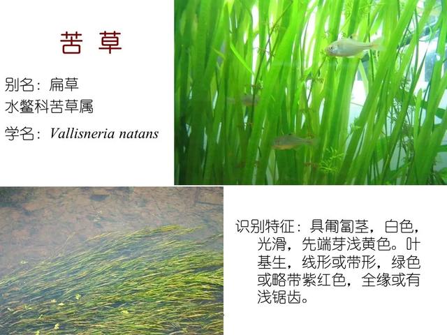 常见水生植物