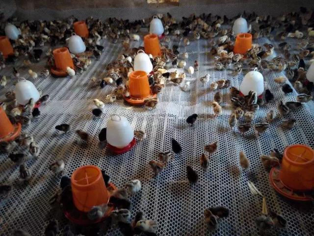 鸡皮肤是绝症么