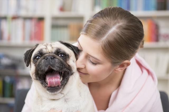 蝴蝶犬能长多大