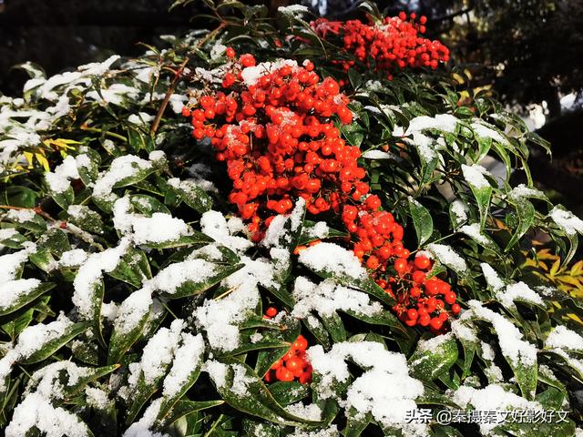 雪中红豆最相思