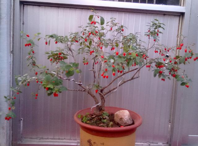 秋冬养什么花 这4种盆景不能少 果子红艳艳 寒冬腊月最喜庆 Zh中文网