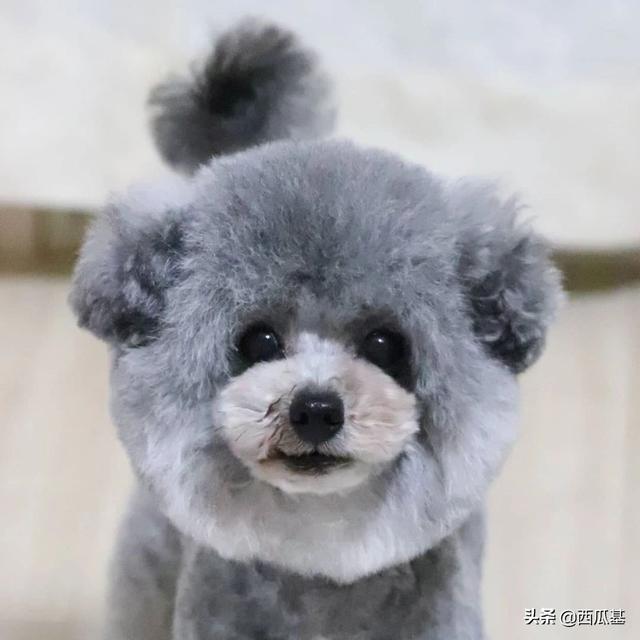 贵宾犬的造型 贵宾犬的造型