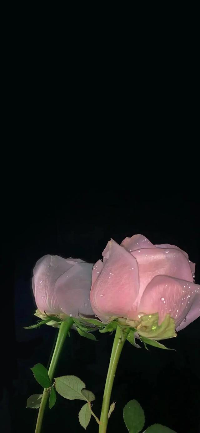 壁纸 黑色系壁纸 全网搜