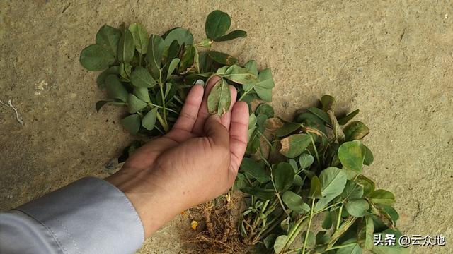 花生叶子长黑斑是什么病？花生叶斑病，应正确识别病害及综合防控