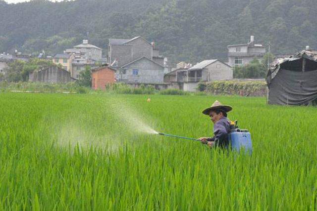 马铃薯、生姜、花生、大蒜都能用，新型膨大素增产50%，还能杀虫