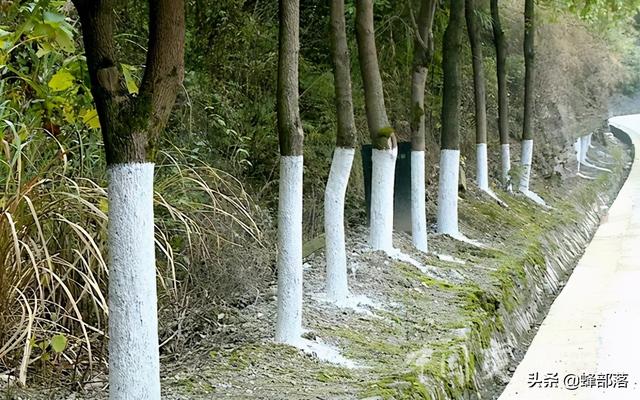 害虫躲进树干蛀食树心，农村人使出“隔空打虫”，3招轻松解决8