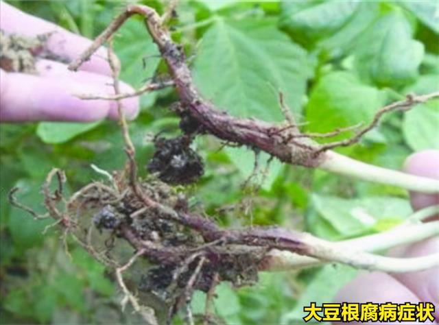 大豆种植过程中的5种病害，影响产量质量，需要采取有效方法防治4