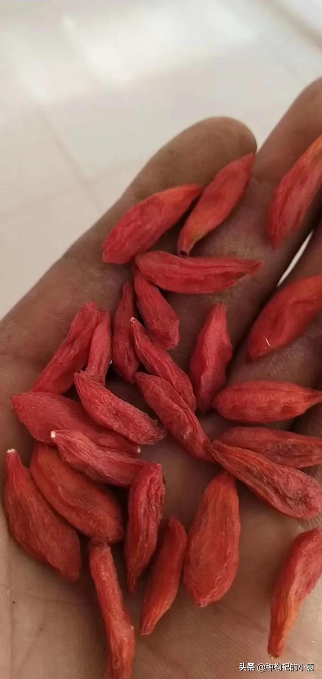 干枸杞泡出来有白色的