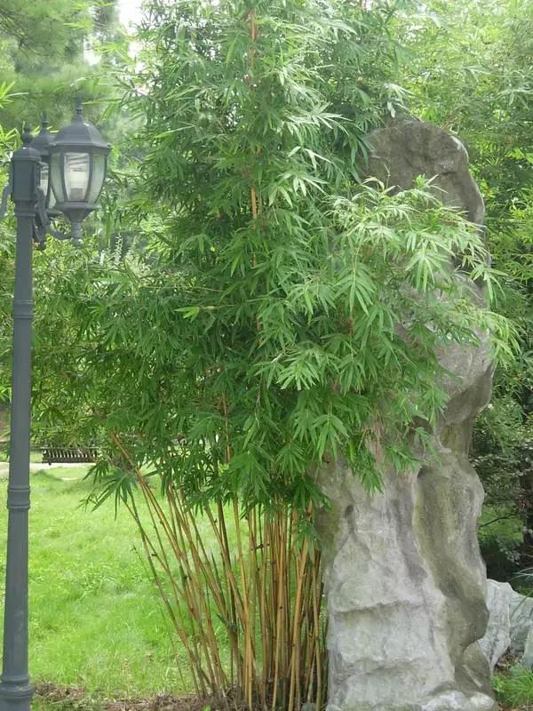 竹子的种类 竹子的种类（竹子的种类及特点） 生活