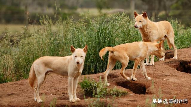 澳洲野狗：为了“重拾”狼的尊严，你看我有多努力