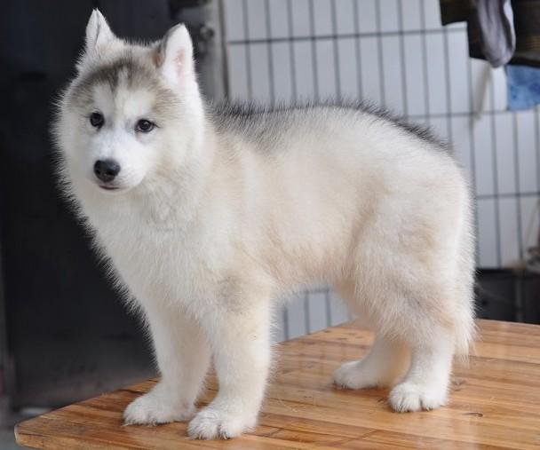 狗狗长白毛如何消除(狗狗长白毛补什么)-艾拉养犬