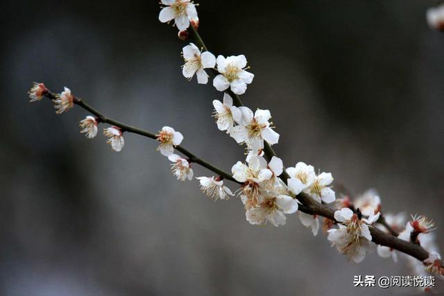 梅花的品质和精神