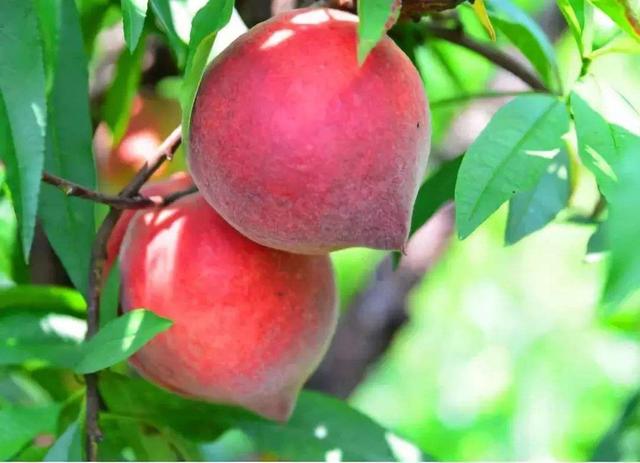 6月份气温高，桃树用哪些药对病虫害效果好？