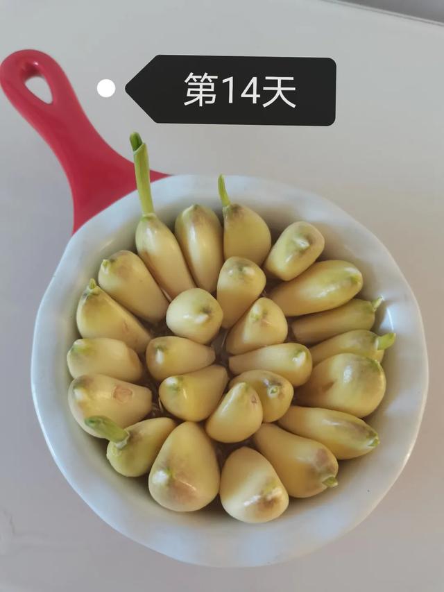 蒜苗的生长过程观察日记