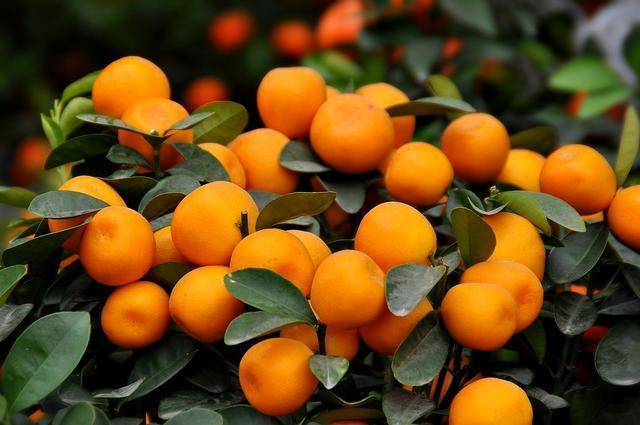 盆栽橘子能吃吗，盆栽上的橘子能吃吗