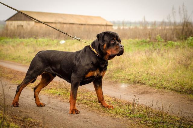 腊肠犬价格