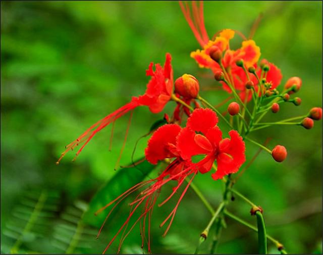 澳门市花