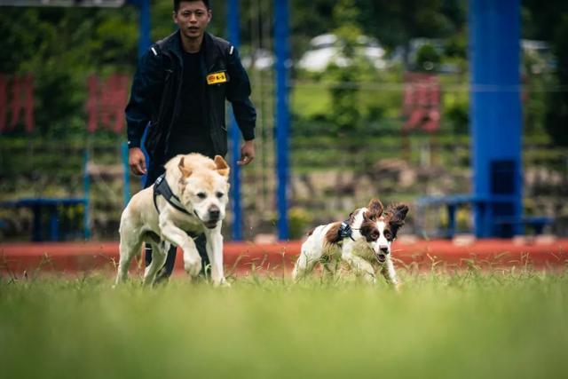 德国防暴犬