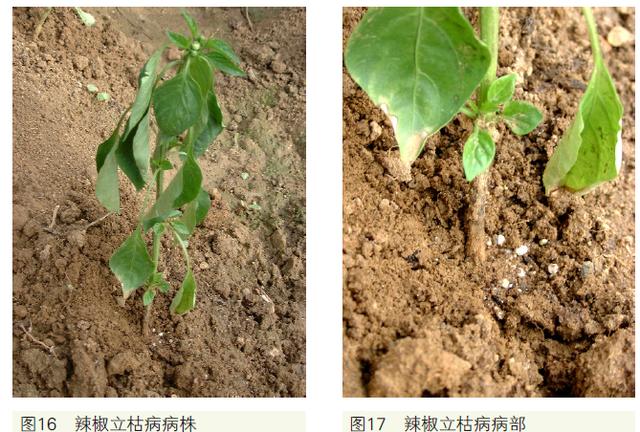 生产中最常见21种辣椒病害，有16种是真菌性病害！附防治方法2