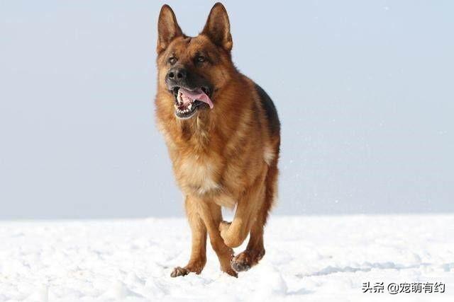 牧羊犬视频