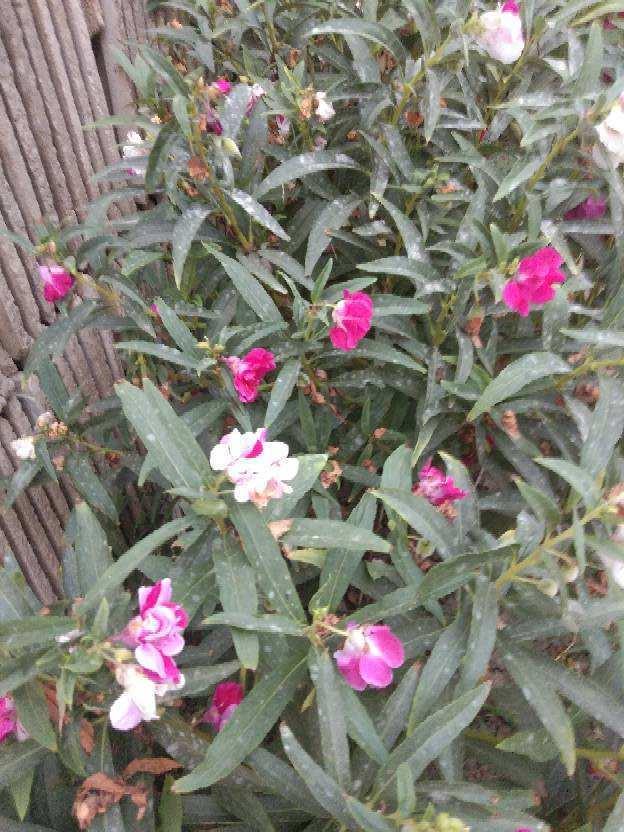 茶花凤仙 茶花凤仙（茶花凤仙的种植方法） 生活