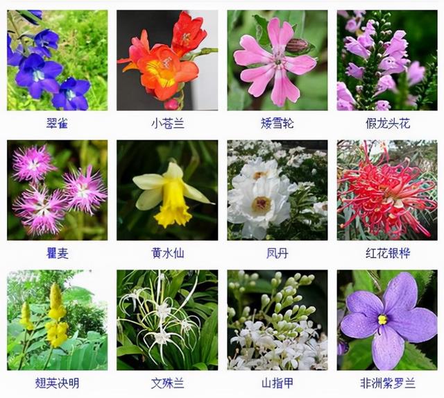观花植物 观花植物（木本观花植物） 生活