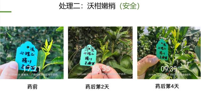 阿维菌素+氟啶胺，杀菌杀螨两不误！在柑橘嫩梢、果实上都能用7