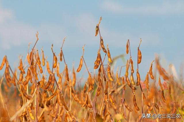 大豆总是重茬？施肥多却产量低？学会一个办法，轻松增产增收10